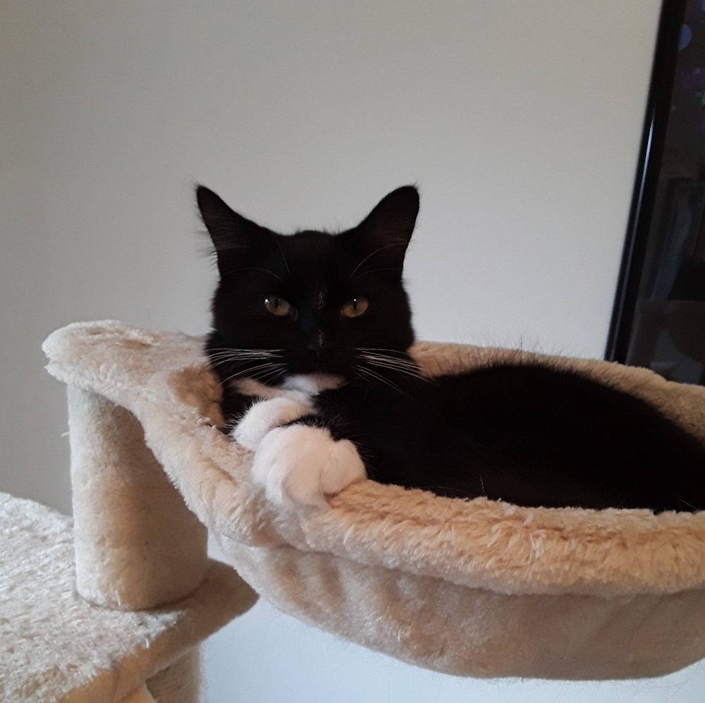 Meet your Posher, Cynthia